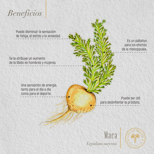 Maca